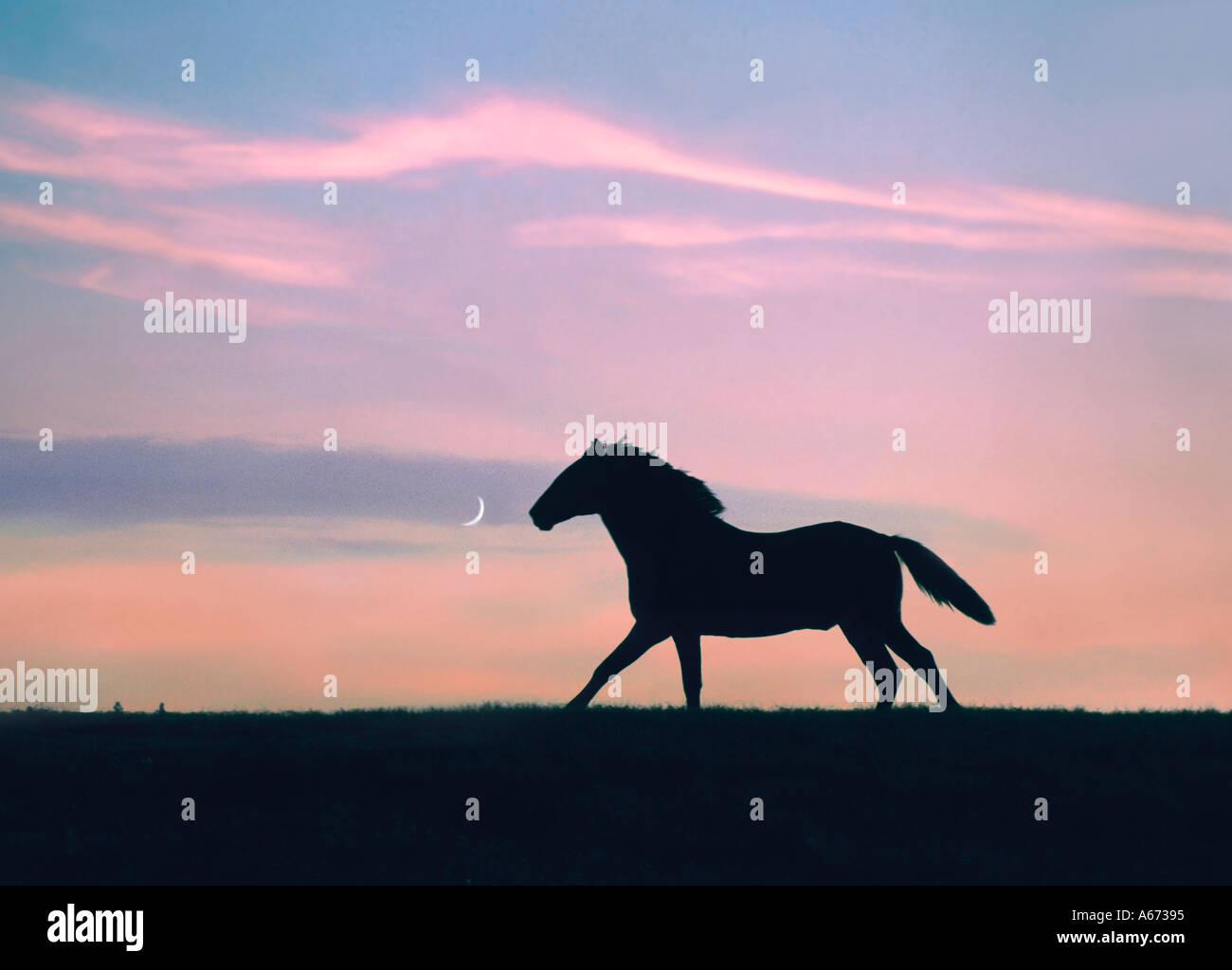 Andalusian colt races across horizon with crescent moon in clouds Stock Photo