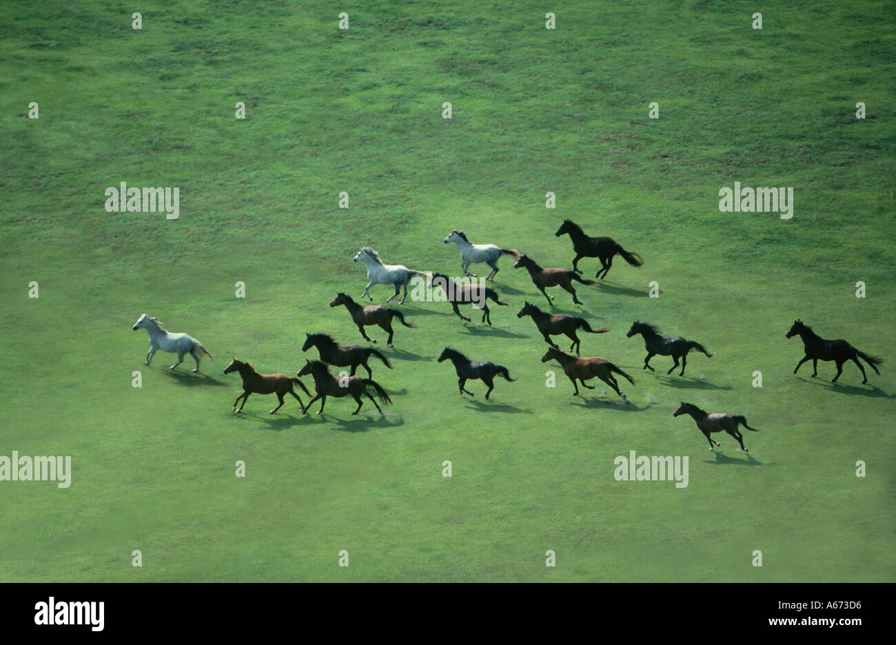 Aerial shot of Arabian Horse herd galloping acroos large open paddock Mark J Barrett 2001 Stock Photo