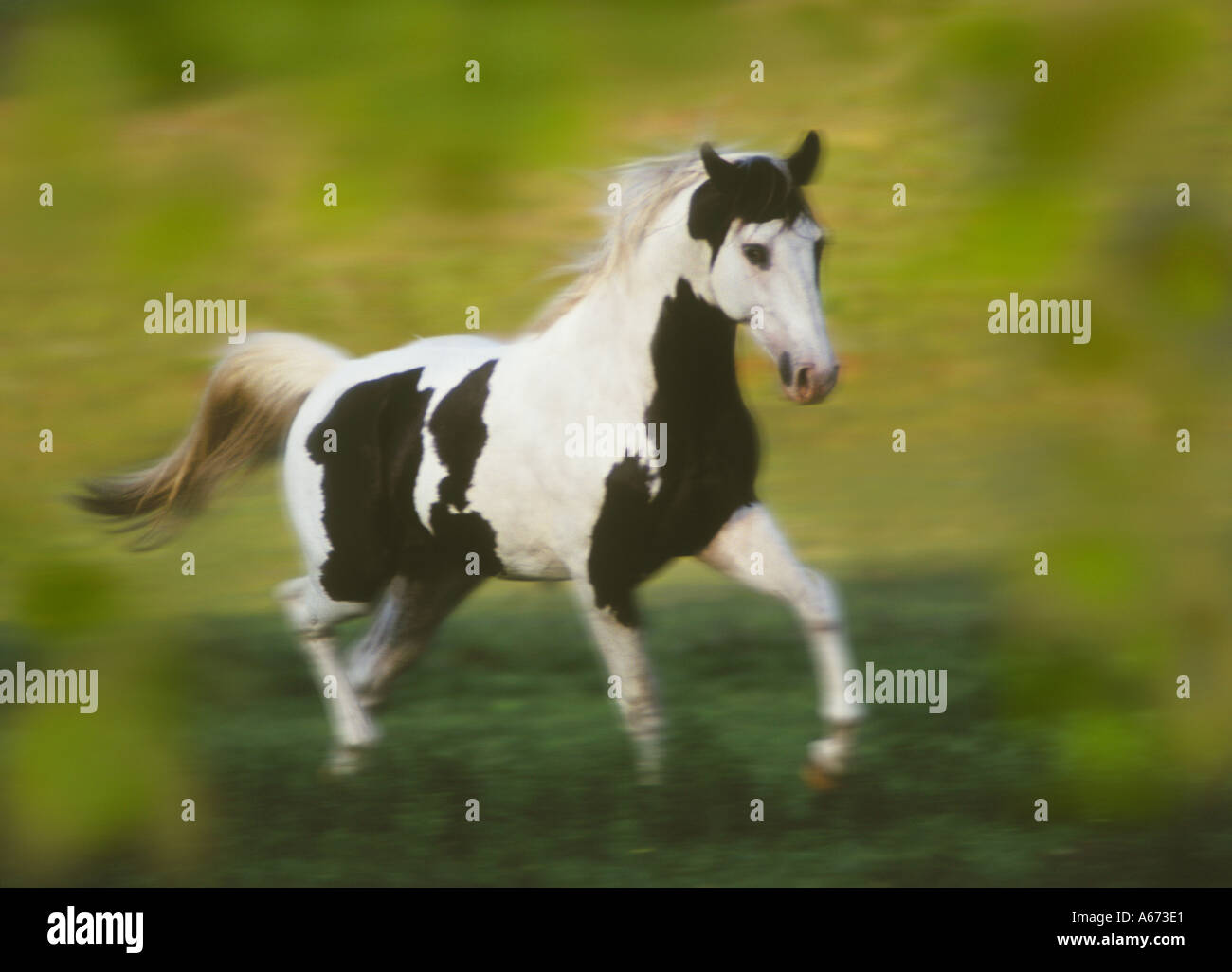 American Paint Horse stallion Stock Photo Alamy