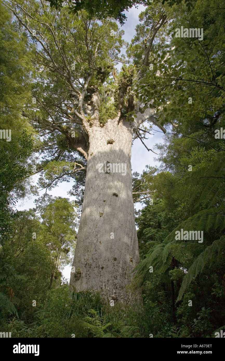 Tane Mahuta Agathis australis in Waipoua Kauri Forest is New Zealands largest kauri tree Stock Photo