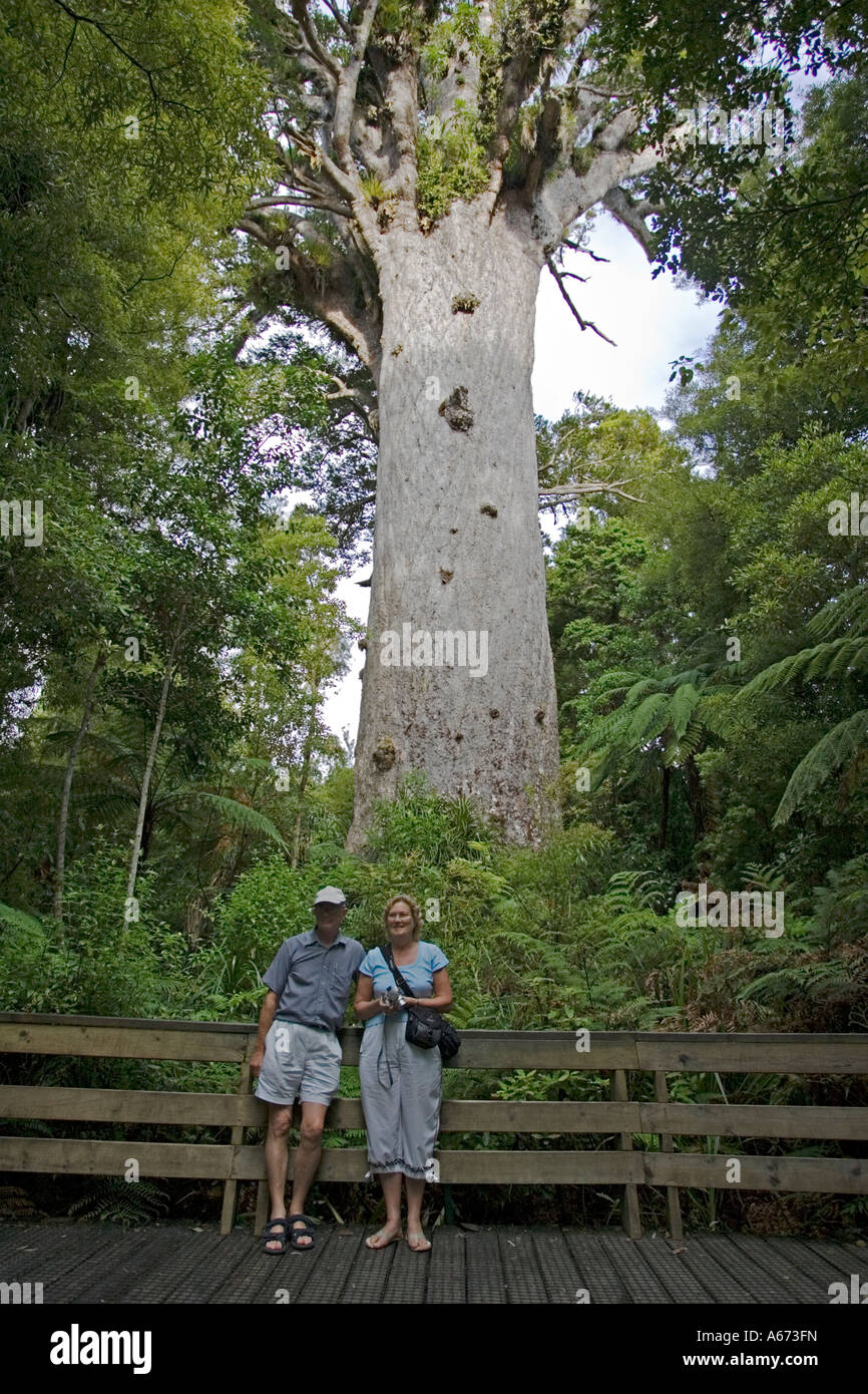 Tane Mahuta Agathis australis in Waipoua Kauri Forest is New Zealands