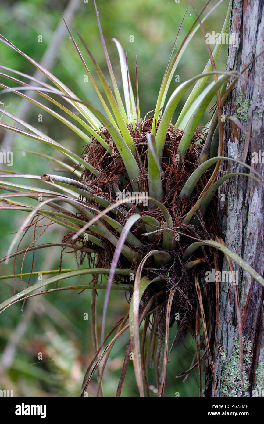 Air Plant Southwest Florida Stock Photo Alamy
