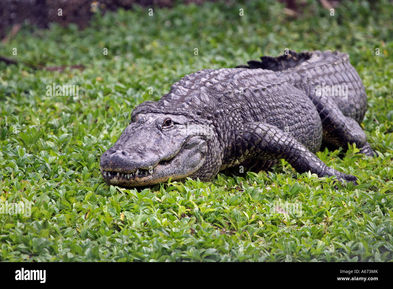 American Alligator crawling in foliage Stock Photo