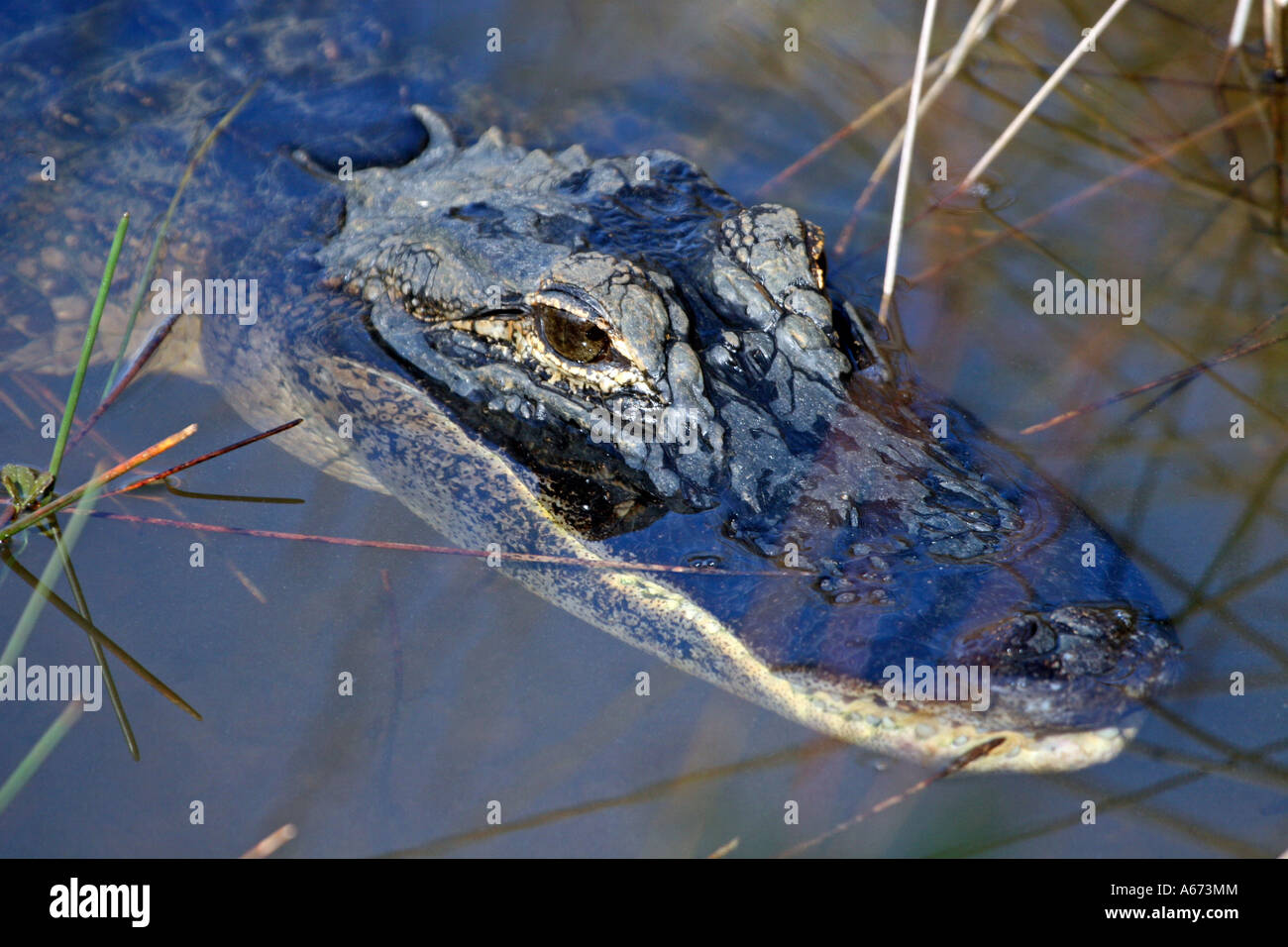 American Alligator peering from water Everglades Florida Stock Photo