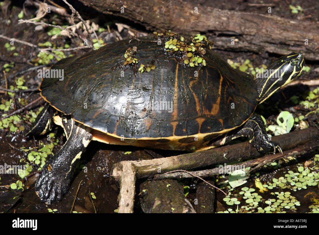 Florida Redbelly Turtle Southwest Florida Stock Photo