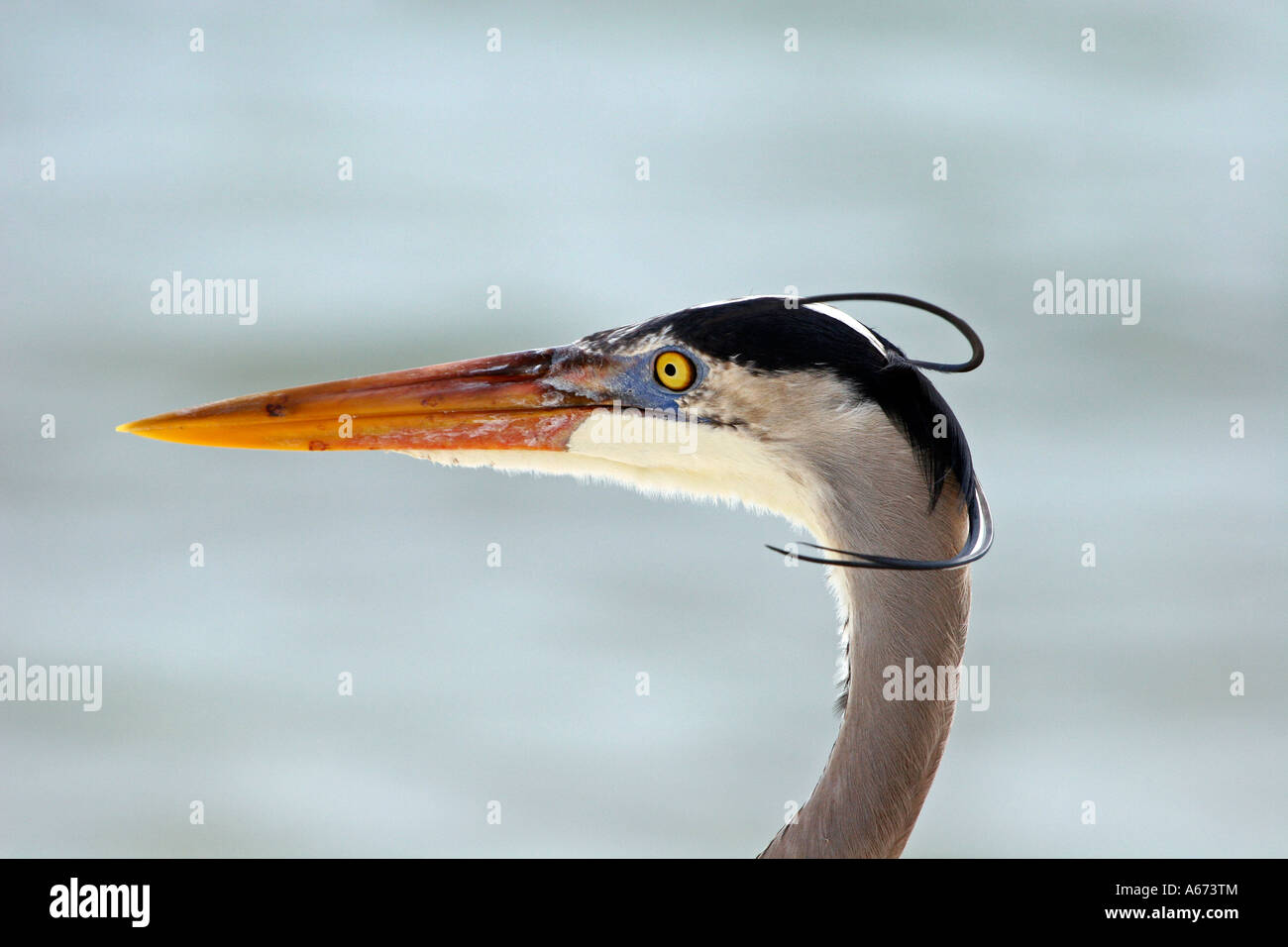 Great Blue Heron close up of head Sanibel Island Florida Stock Photo