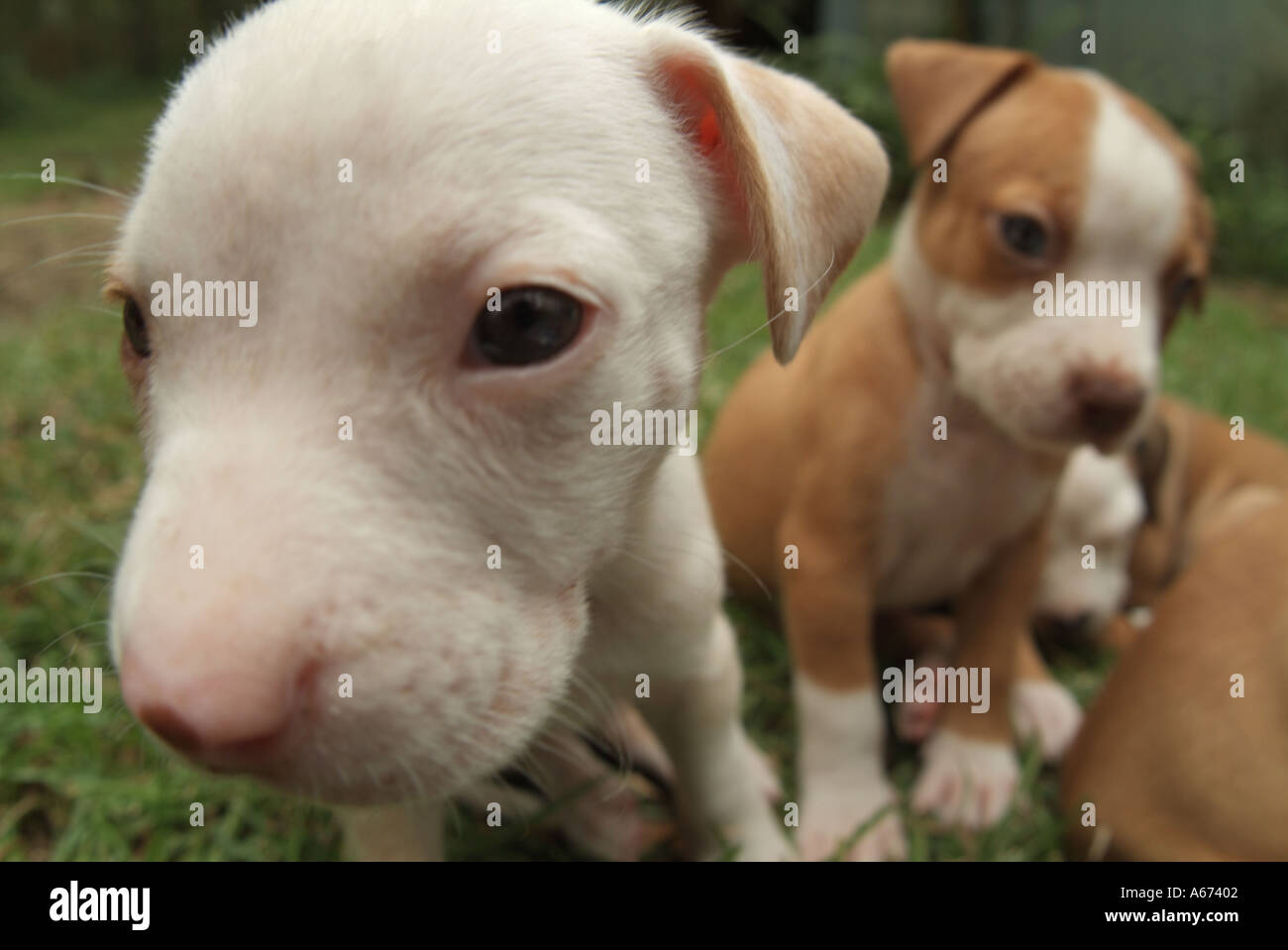 how much sleep do 6 week old puppies need