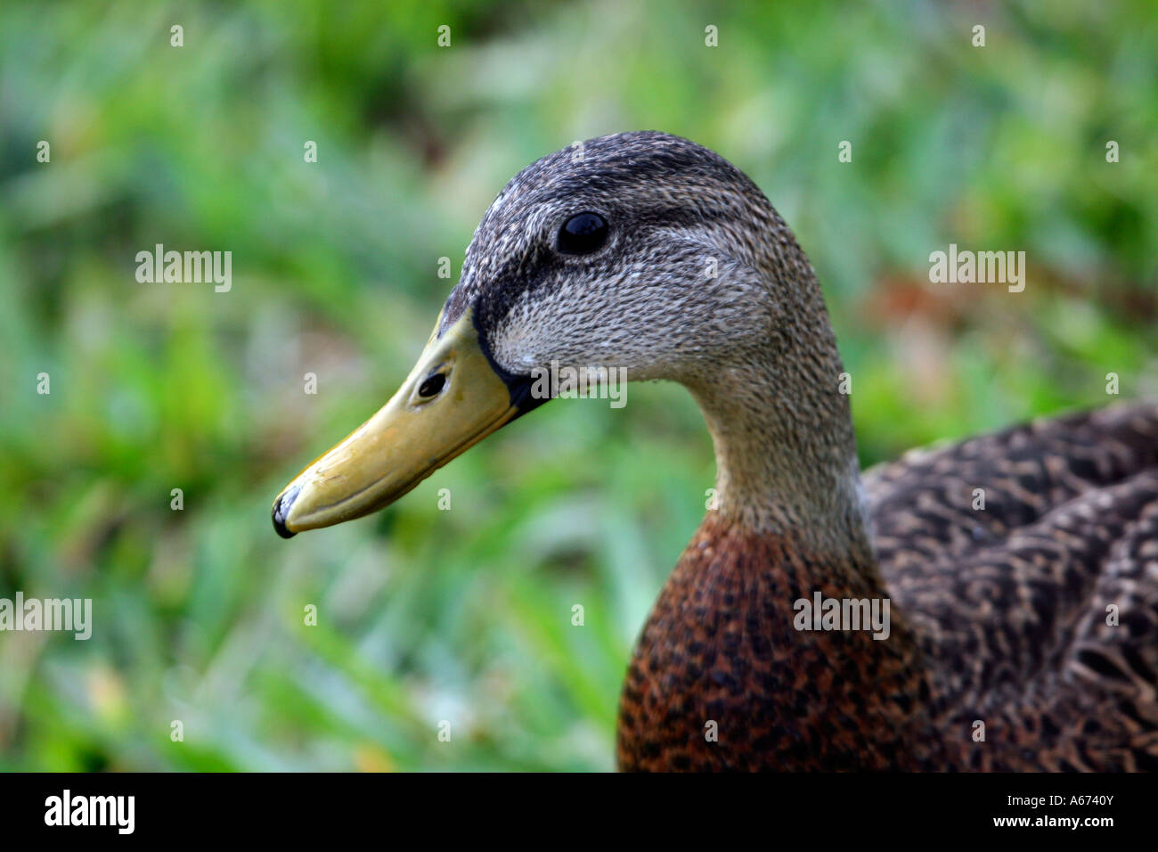 Close up of Mottled Duck head female Stock Photo