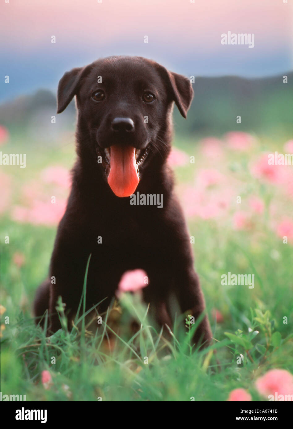 Black Labradore Retriever puppy in wild flowers Stock Photo