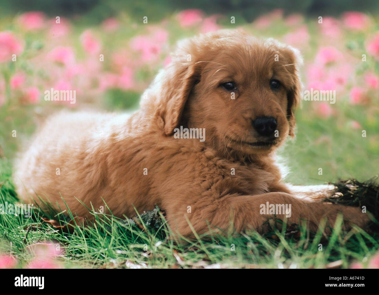 Golden retriever puppy lying in wild flowers Stock Photo