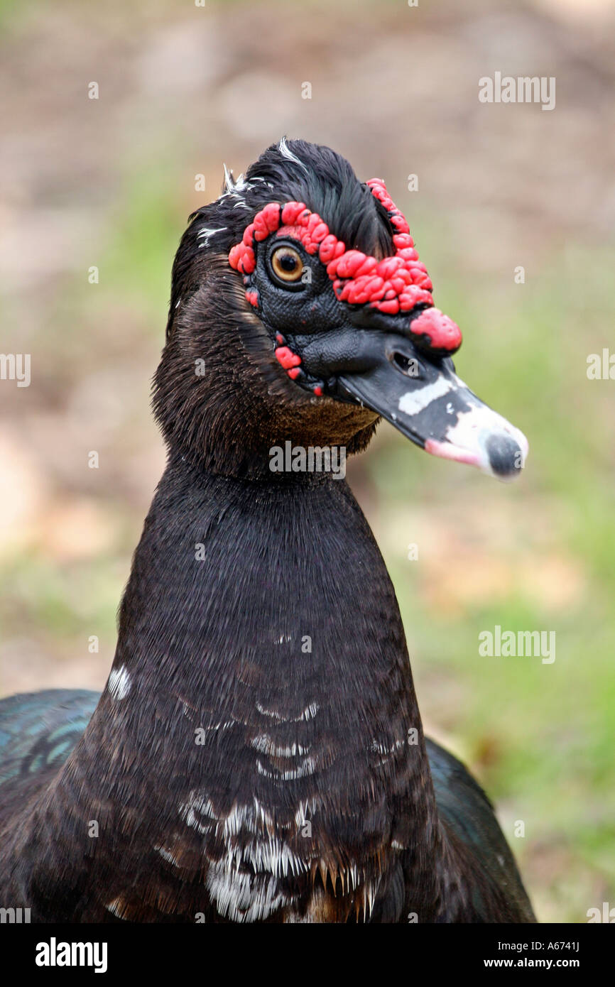 Muscovy Duck Close up portrait of head Stock Photo