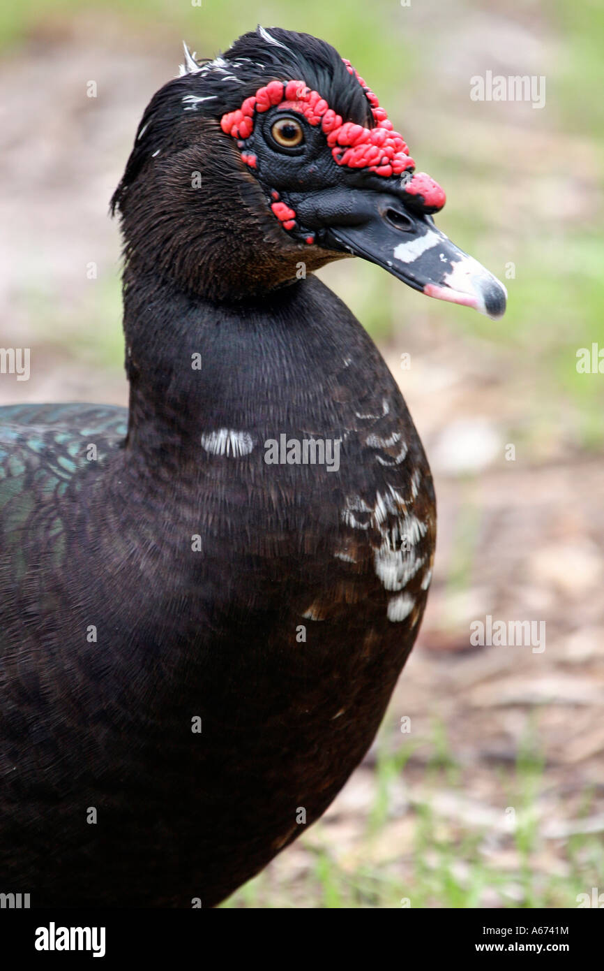 Muscovy Duck head and chest in profile Stock Photo