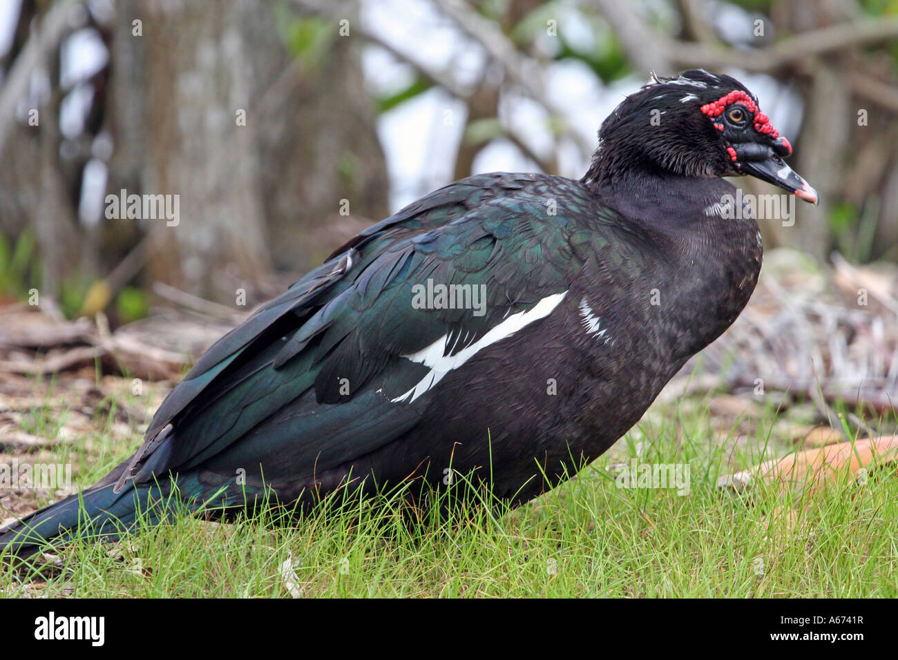 Muscovy Duck full view profile Stock Photo