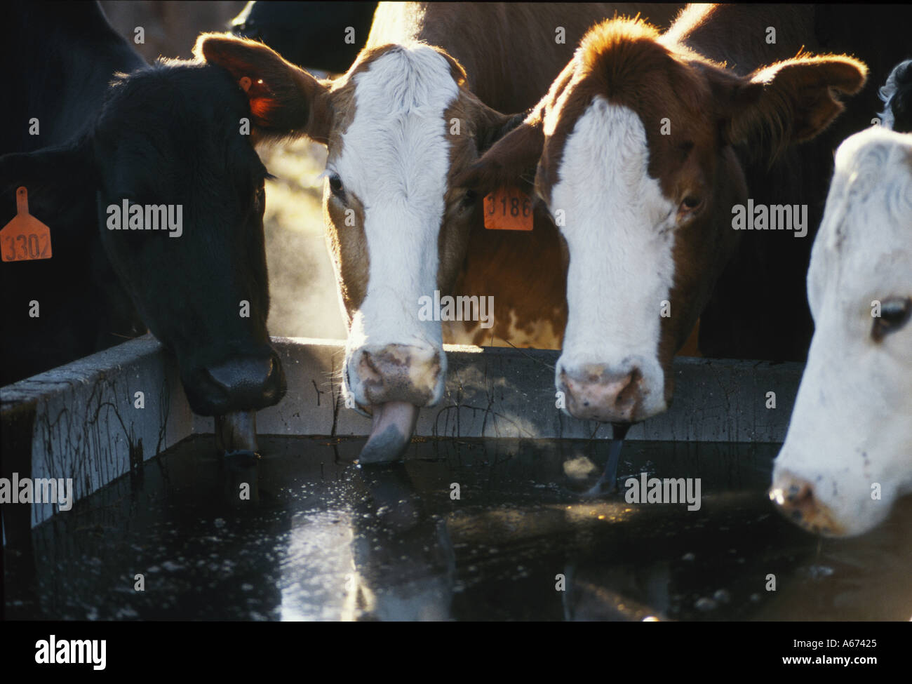 Molasses feed lick hires stock photography and images Alamy