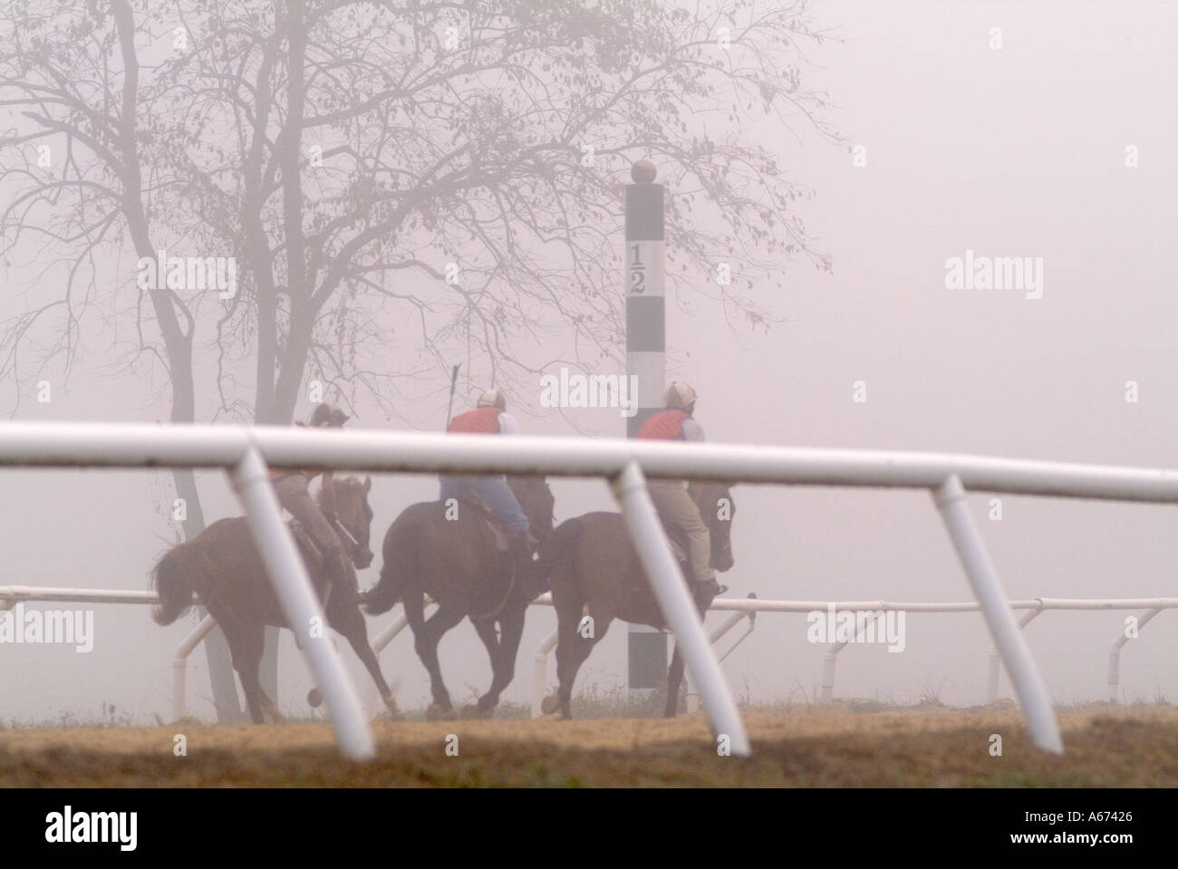 Thoroughbred race prospects work out in early morning fog Stock Photo
