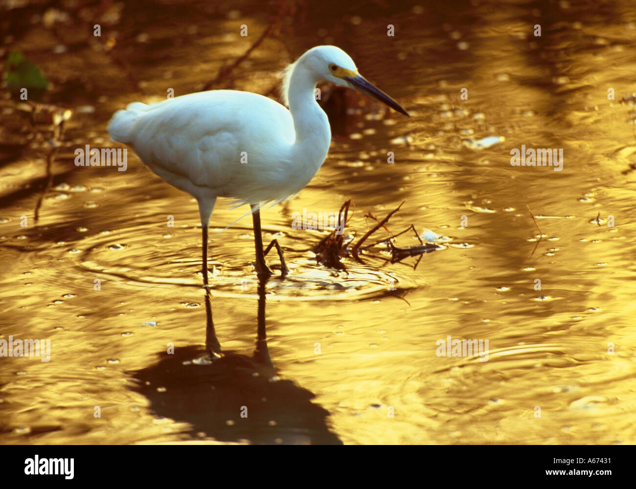 Snowy Egret at Mrazek Pond Everglades National Park FL Stock Photo