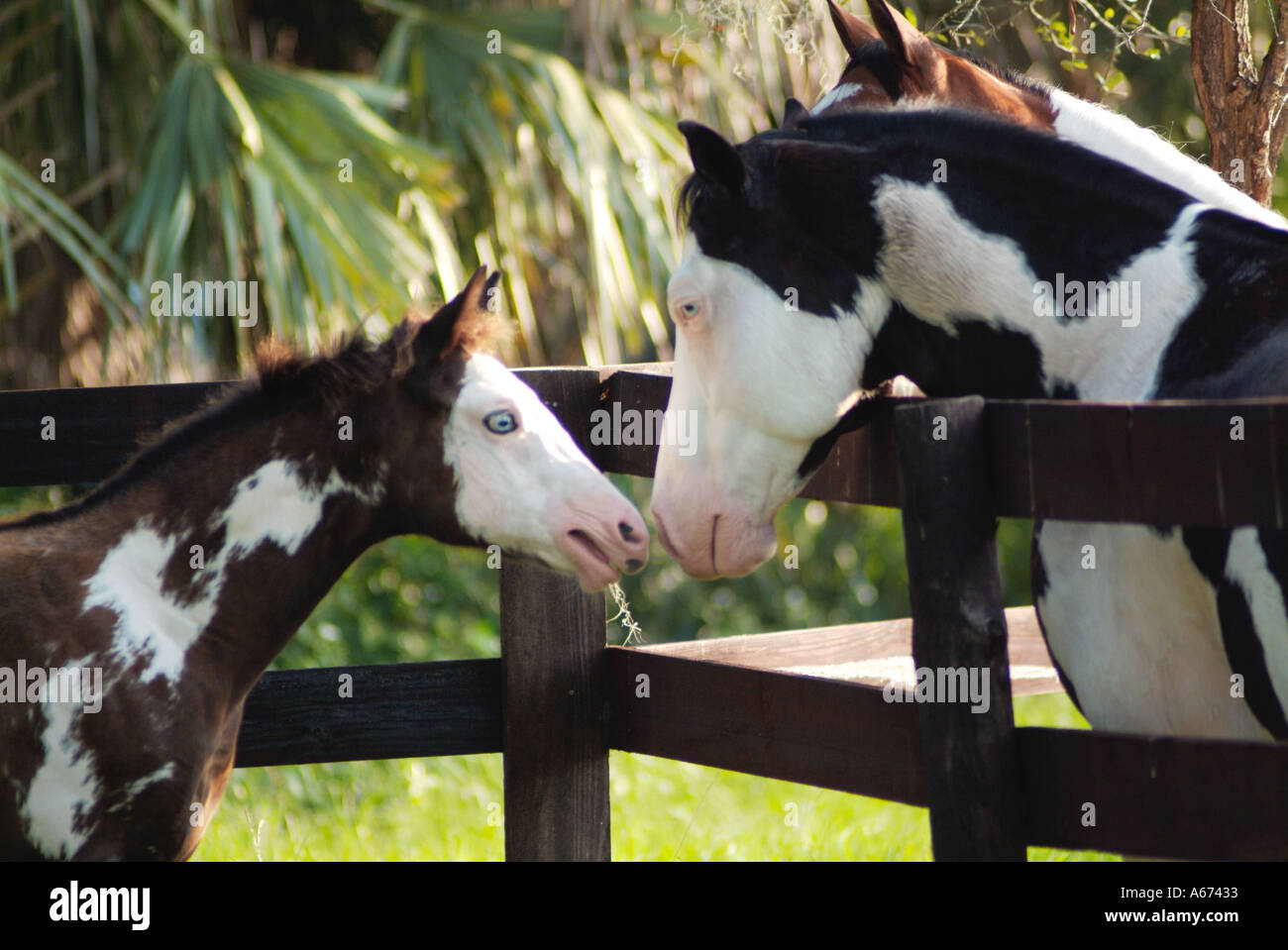 Dad meets the baby girl American Paint Horses Stock Photo