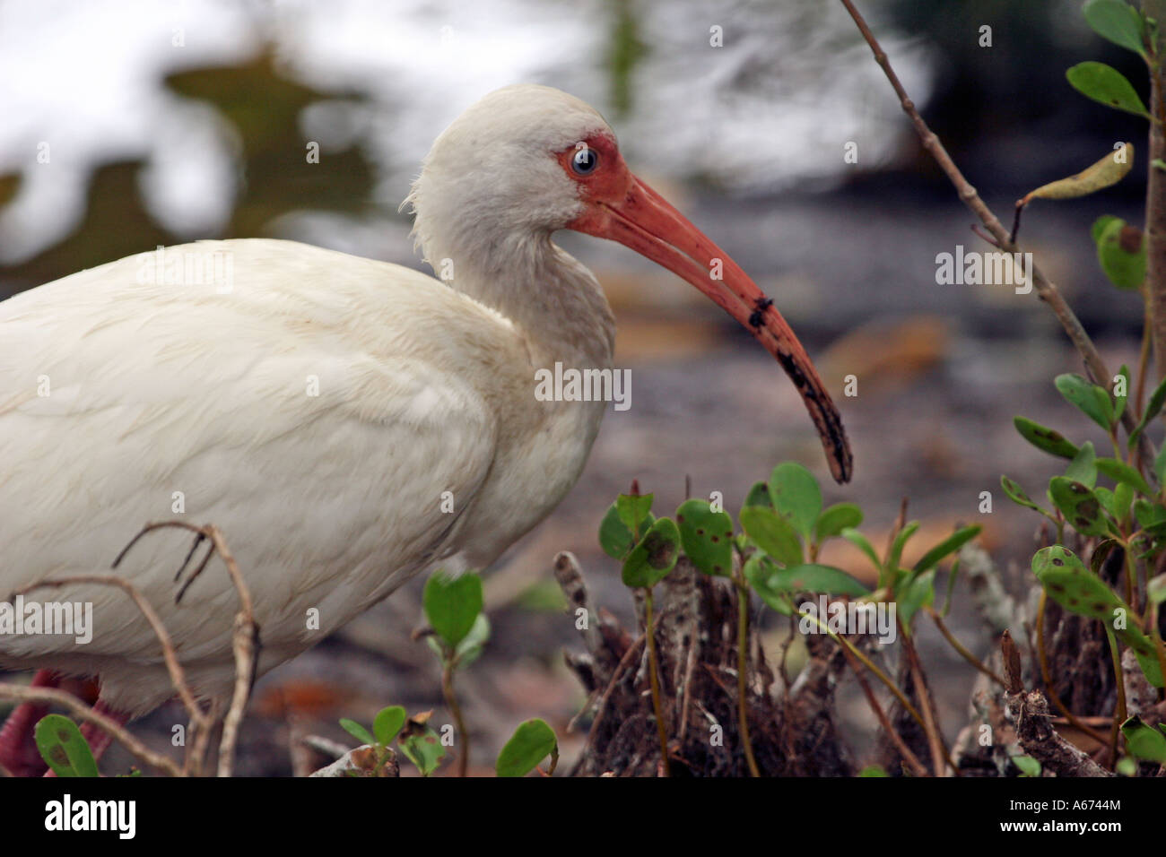 White Ibis with mud on its bill Stock Photo