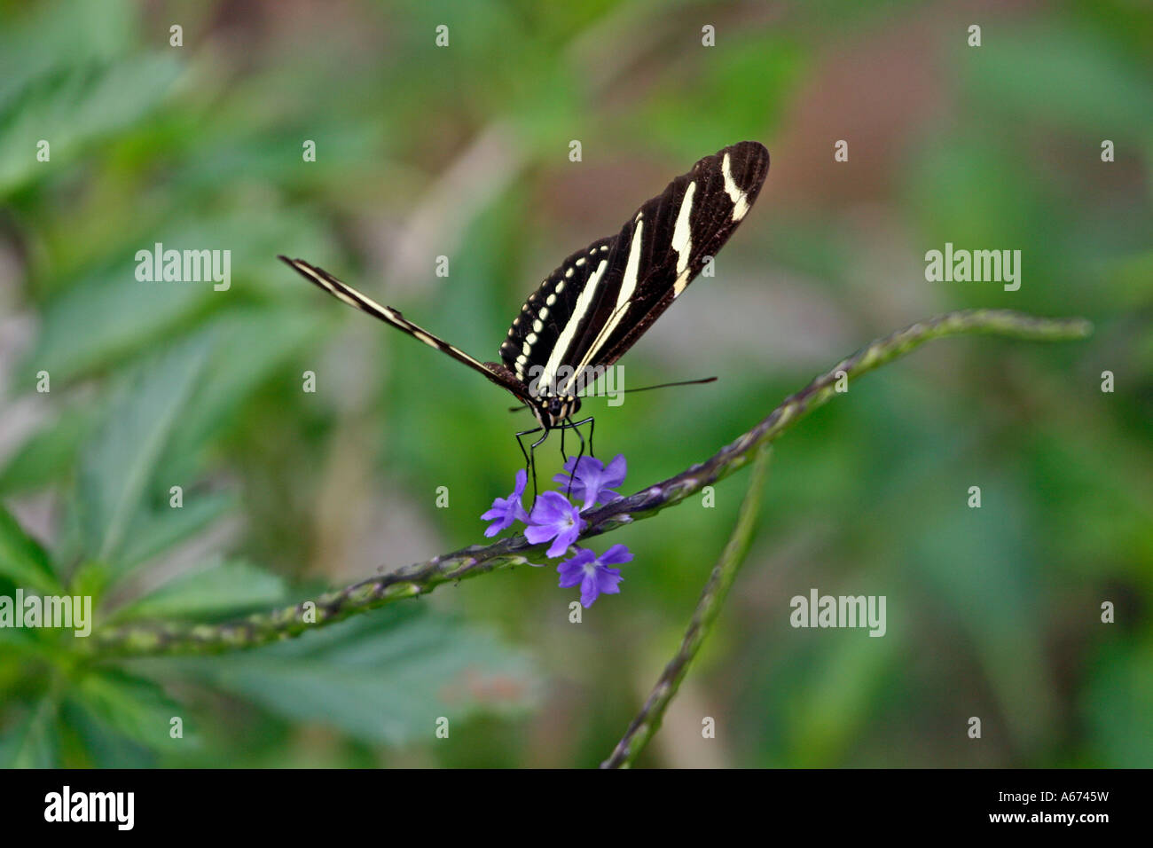 Zebra Butterfly Naples Florida Stock Photo Alamy