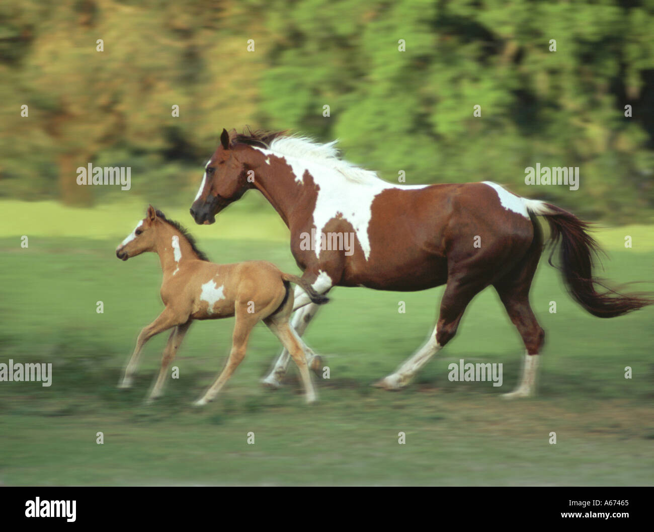 American paint horse action hires stock photography and images Alamy