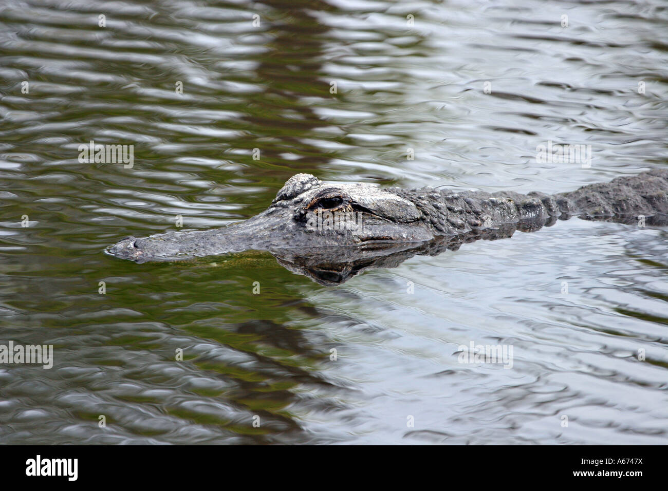 American Alligator swimming in canal Florida USA Stock Photo Alamy