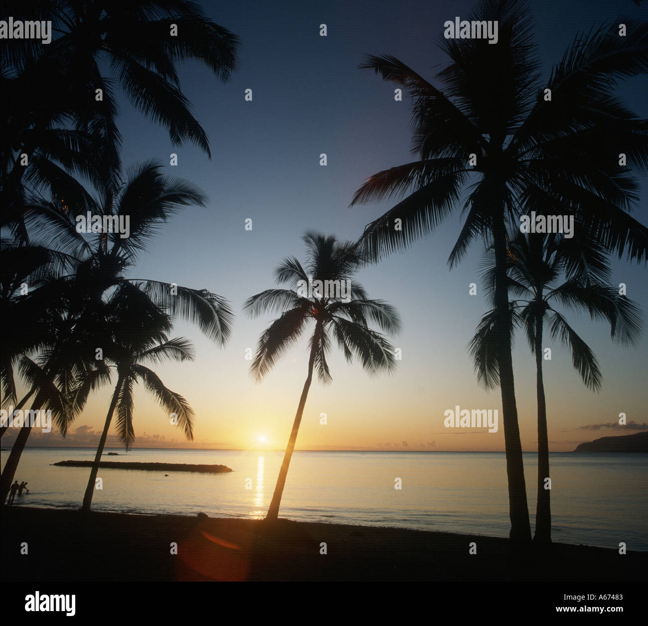 Palm trees at sunset Hawaii Stock Photo - Alamy