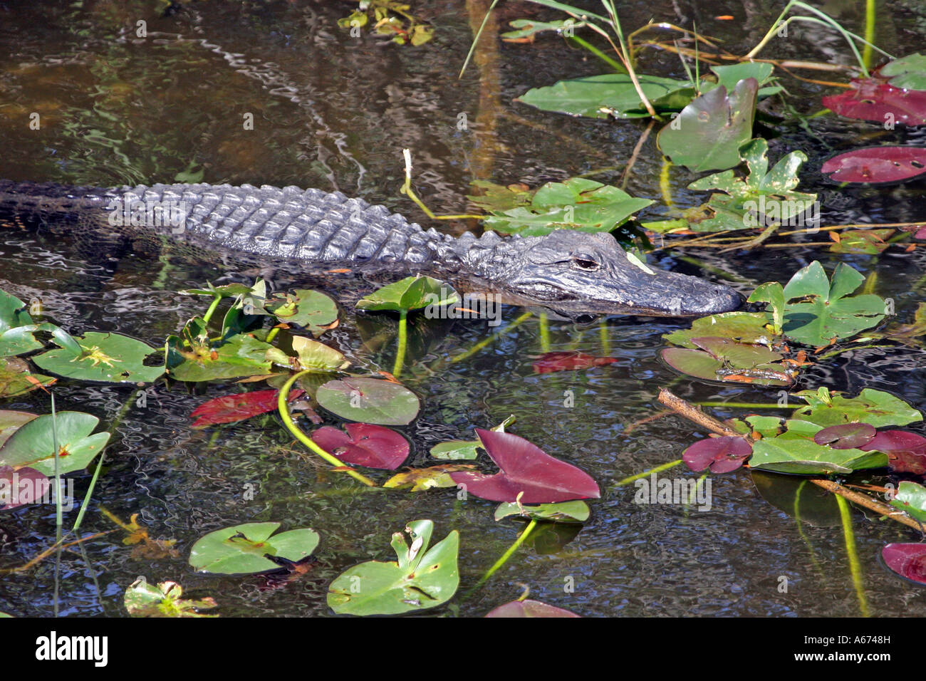 American Alligator swimming with water lillies Stock Photo