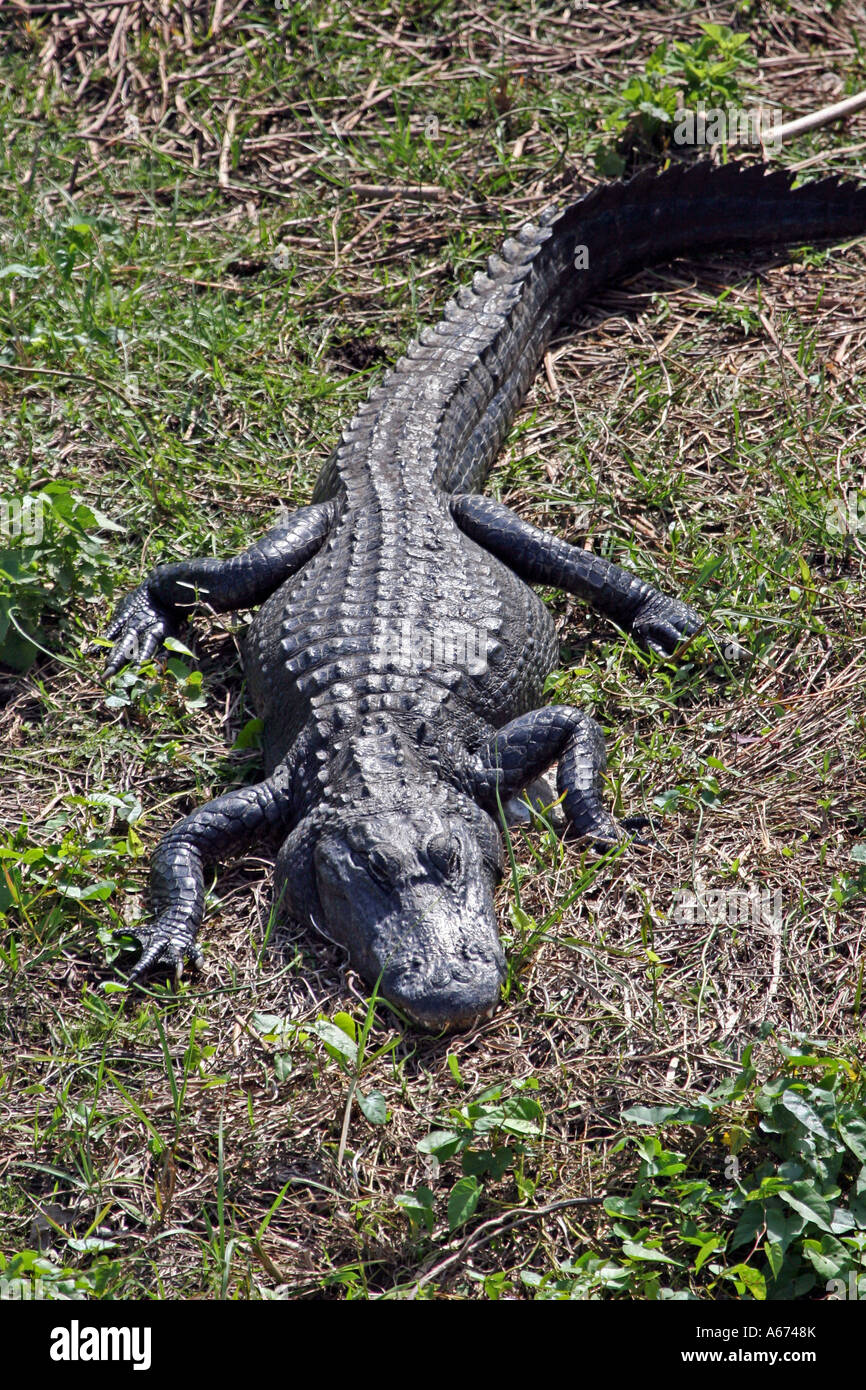 American Alligator Everglades Florida USA Stock Photo