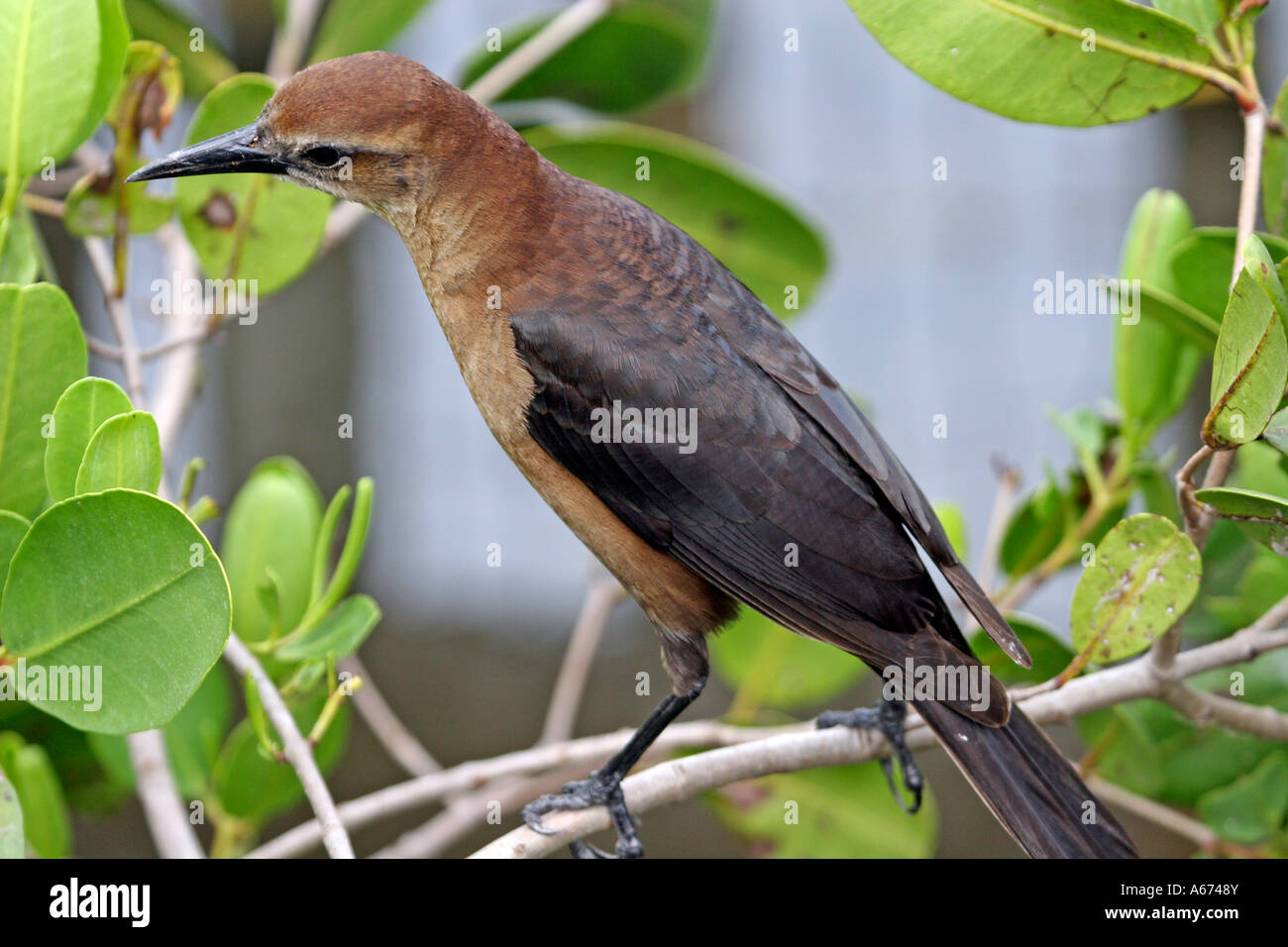 Boattailed Grackle female in tree landscaped Naples Florida Stock