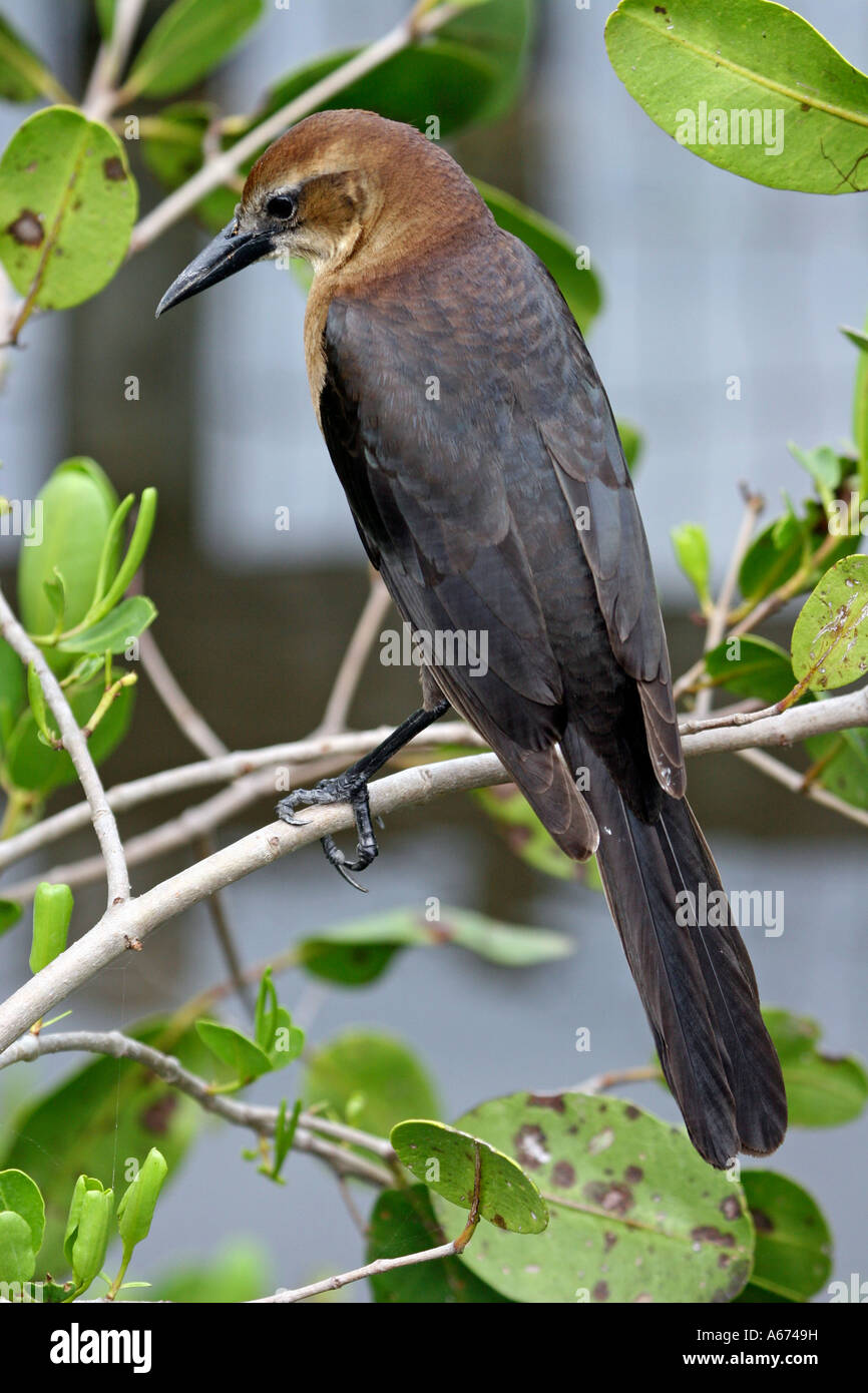 Boattailed Grackle female in tree Naples Florida Stock Photo Alamy