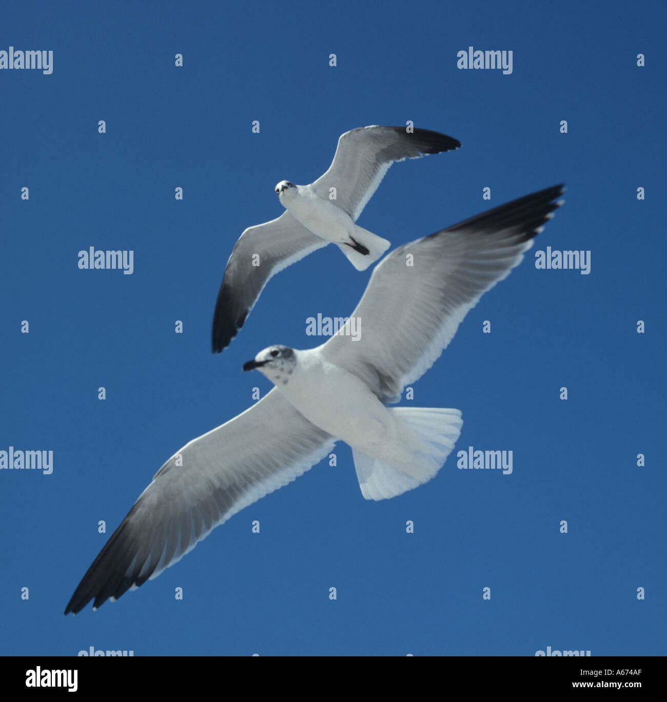 Seagulls flying in formation Stock Photo