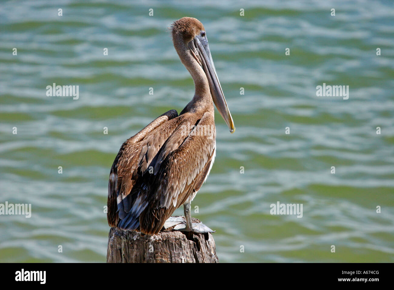 Brown Pelican sitting on waterfront piling Stock Photo - Alamy