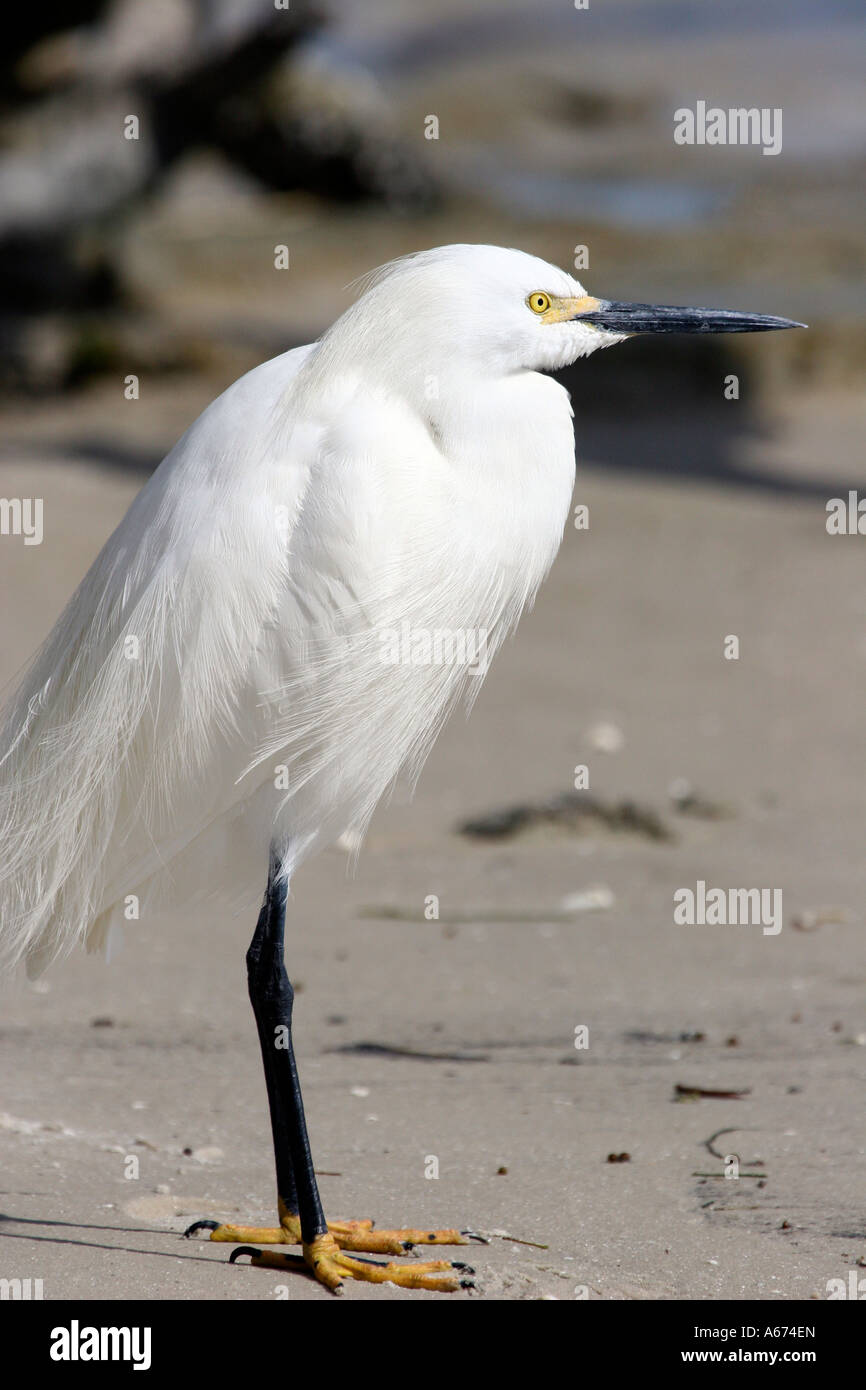 Snowy Egret in breeding plumage profile Stock Photo