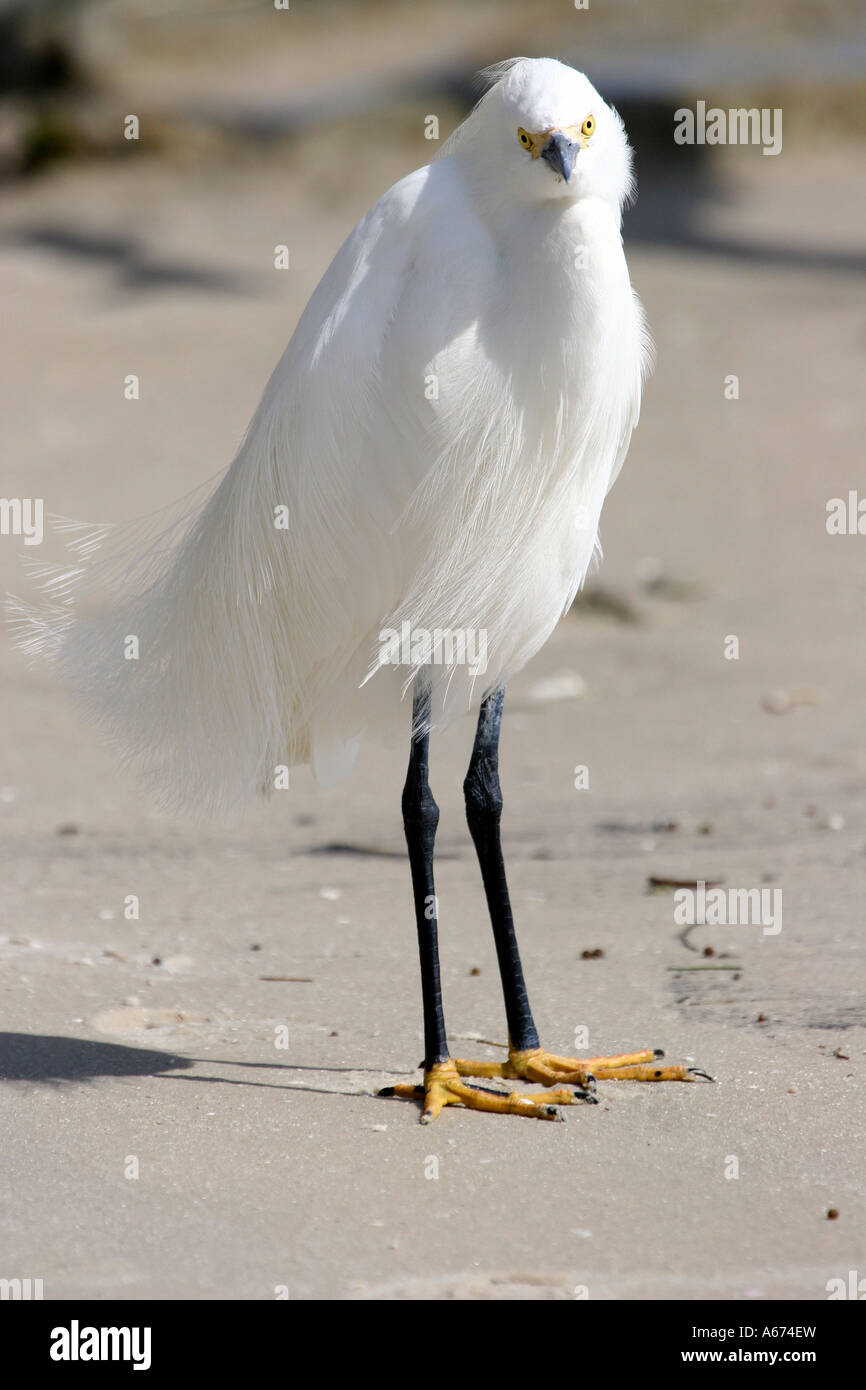 Snowy Egret in breeding plumage front side view Stock Photo