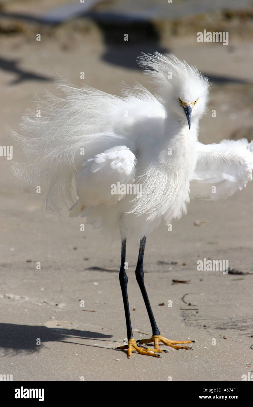 Snowy Egret with courtship plumage Stock Photo