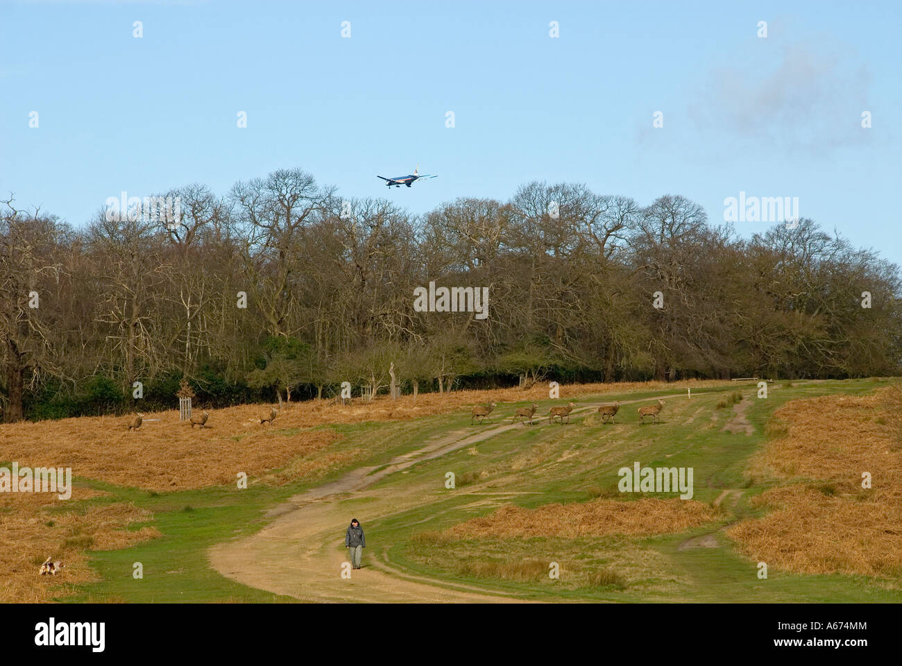 Man walking dog in Richmond Park, Surrey, England, airplane above, deer