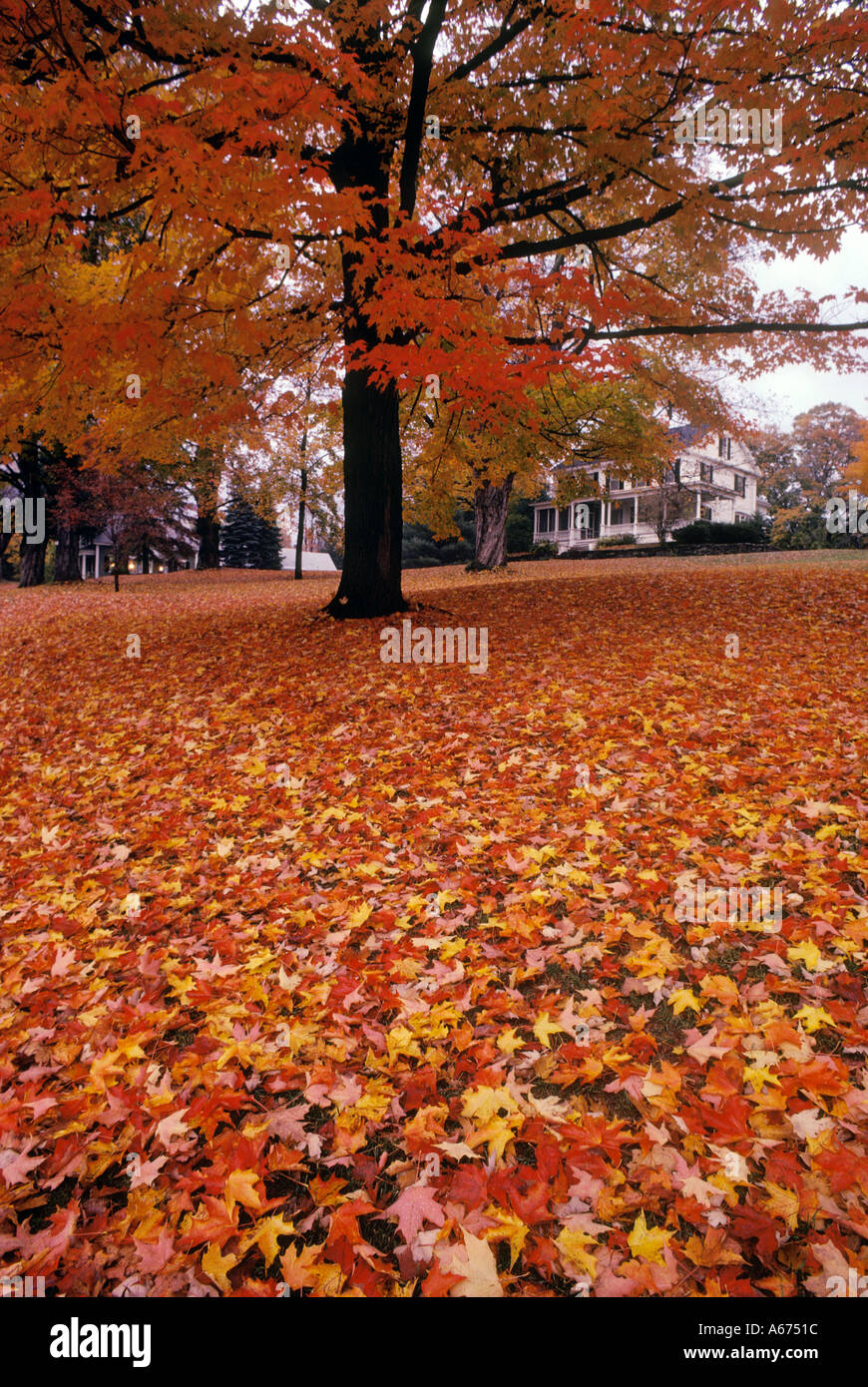 New England lawn covered with leaves fall colour Stock Photo - Alamy