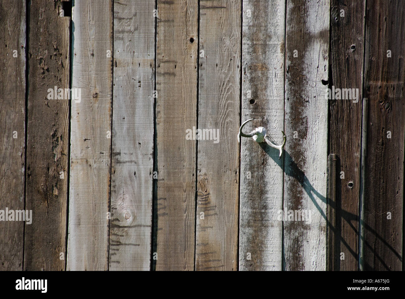 'Wall of 'old barn' with 'deer antlers', 'Sonoma county', California' Stock Photo