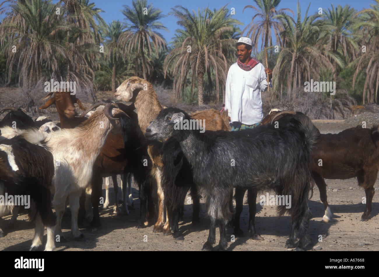 GOAT HERD Stock Photo