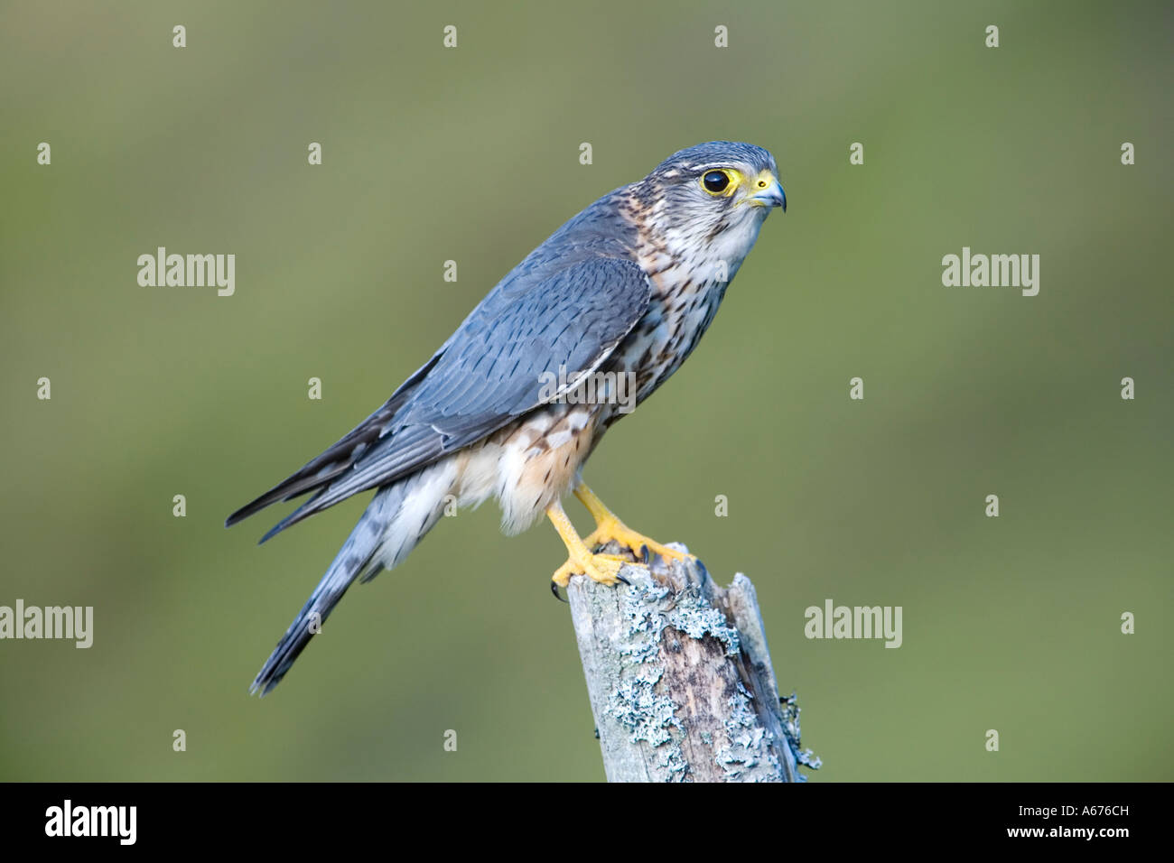 Merlin bird uk hires stock photography and images Alamy