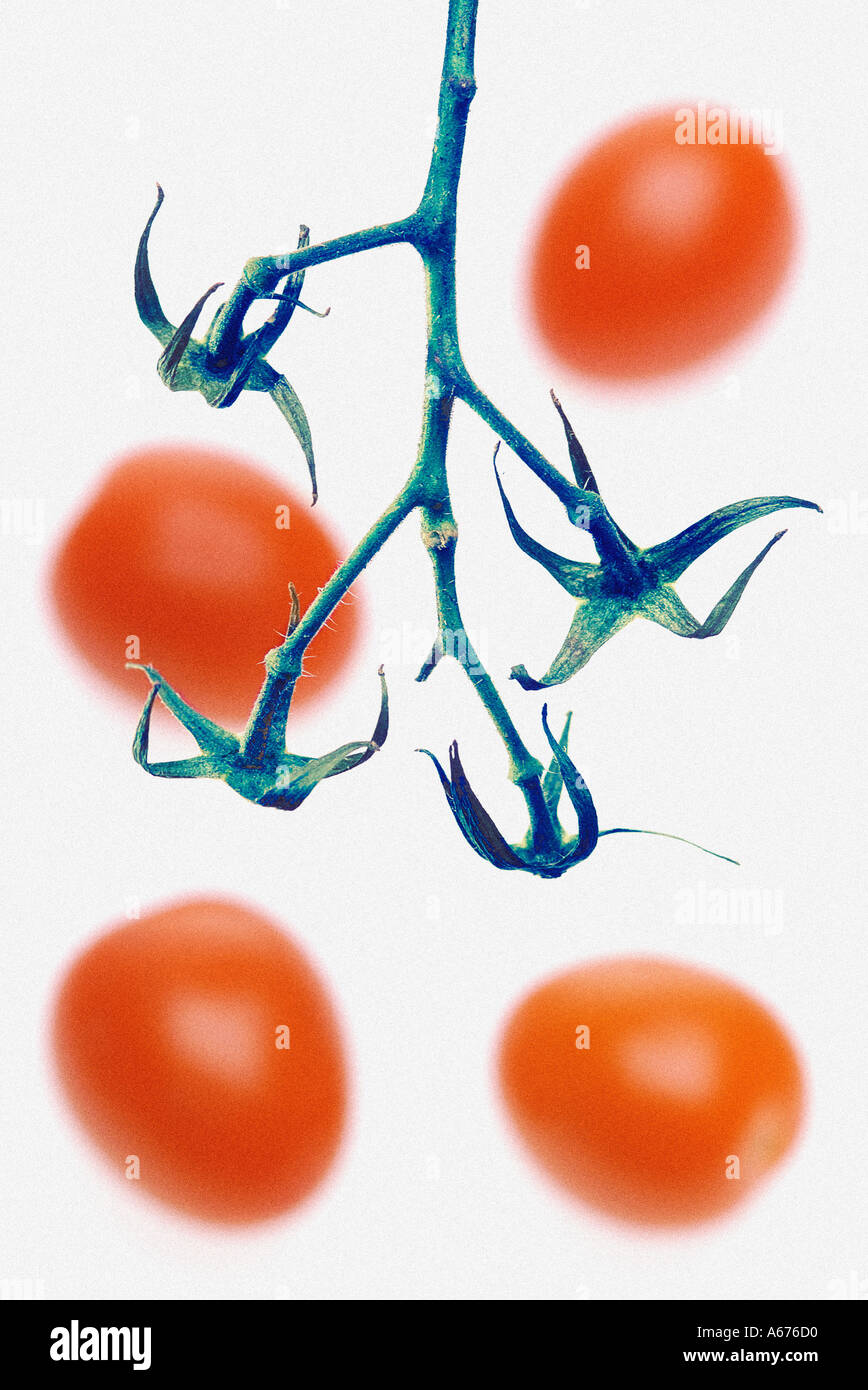 out of focus tomatoes and stem Stock Photo