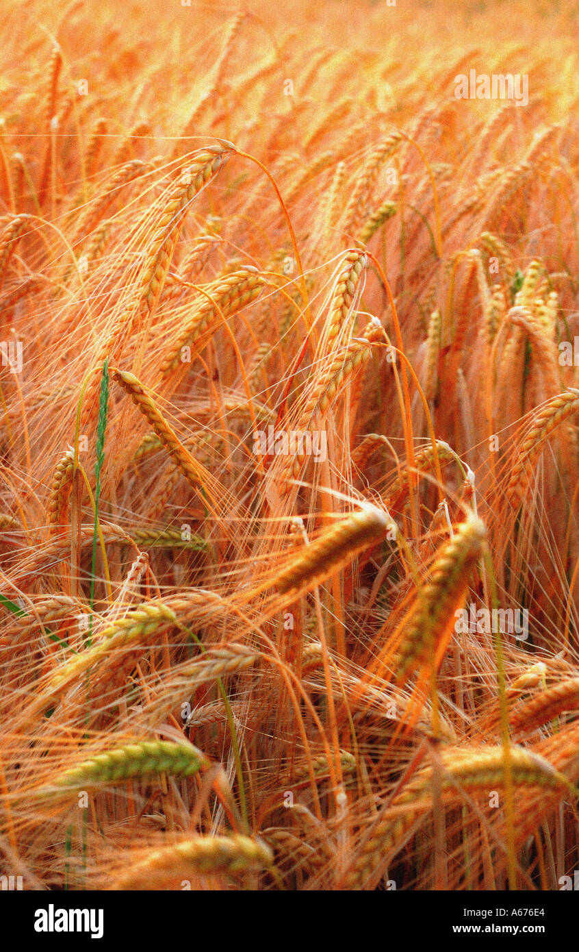 Barley crop Stock Photo