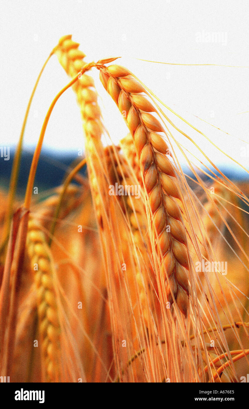 barley crop close up Stock Photo
