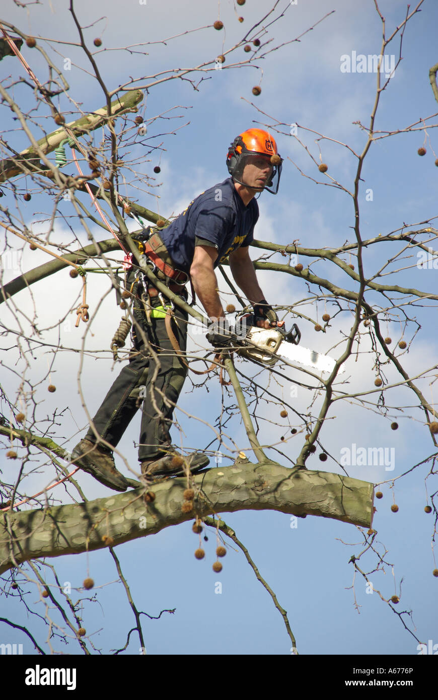 Tree feller working high above street level to cut overhanging branches Stock Photo