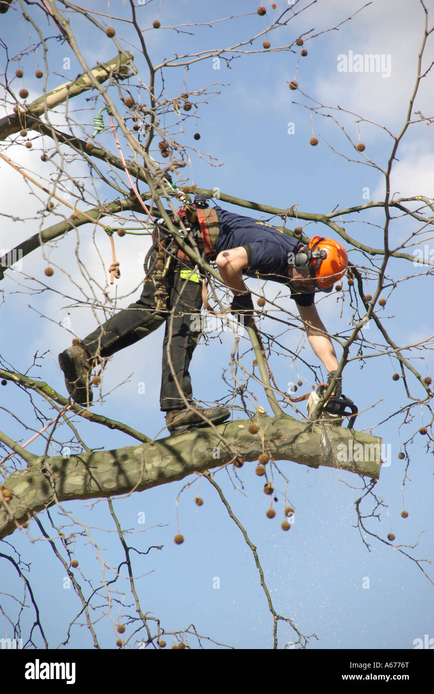 Tree feller working high above street level to cut overhanging branches
