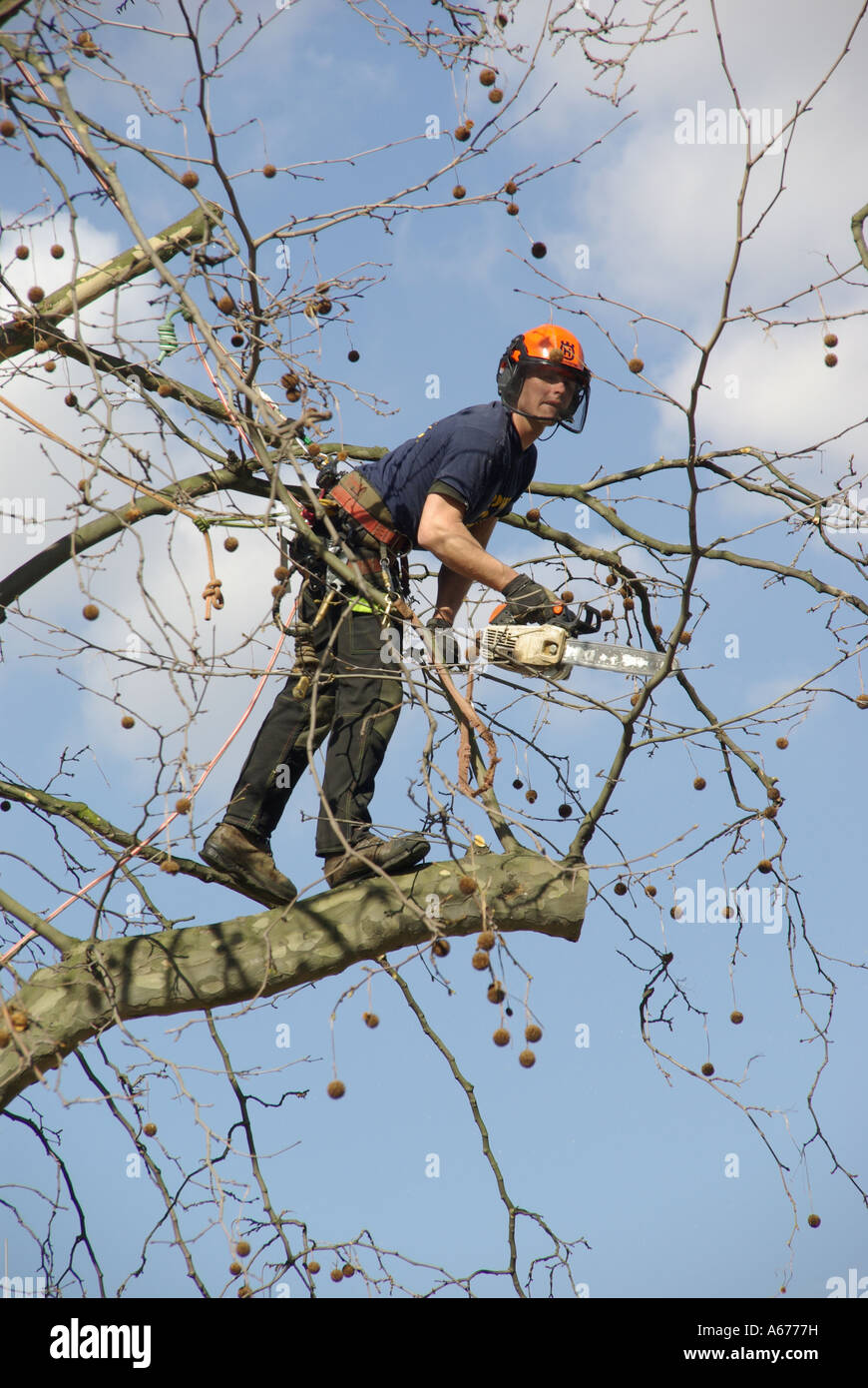 Tree feller working high above street level to cut overhanging branches Stock Photo Alamy
