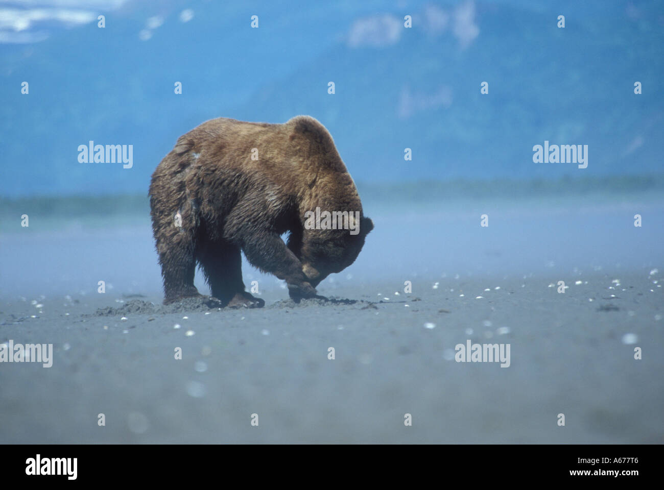 Brown Bear feeds on clam, ebb tide beach Katmai NP, Alaska Stock Photo ...