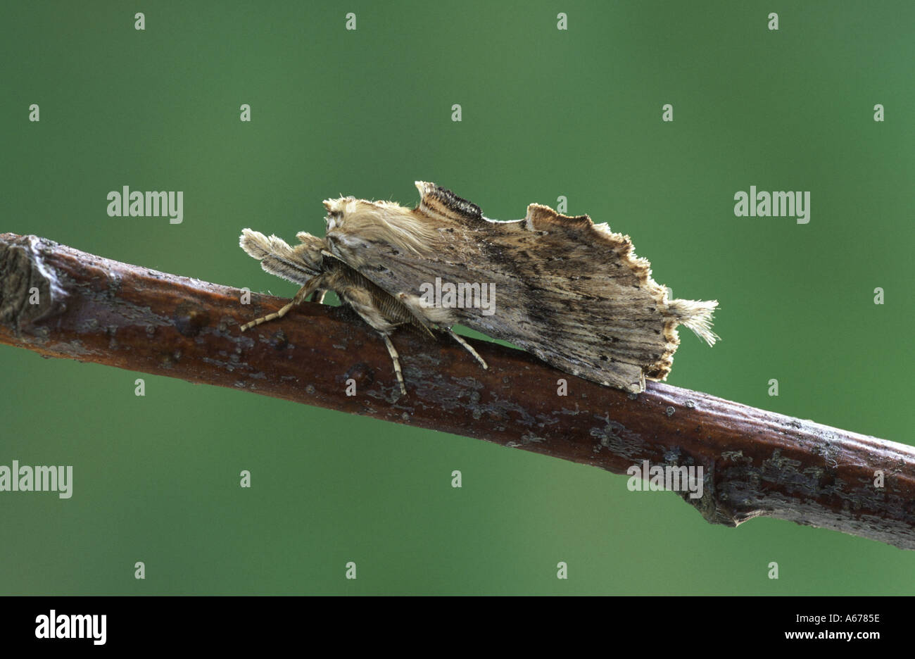 Pale Prominent moth Pterostoma palpina Stock Photo