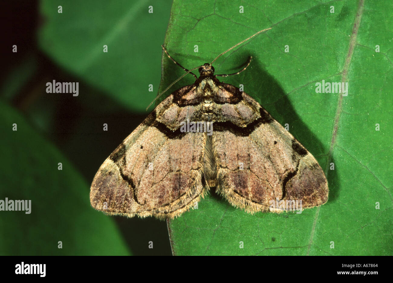 The Streamer moth Anticlea derivata Stock Photo