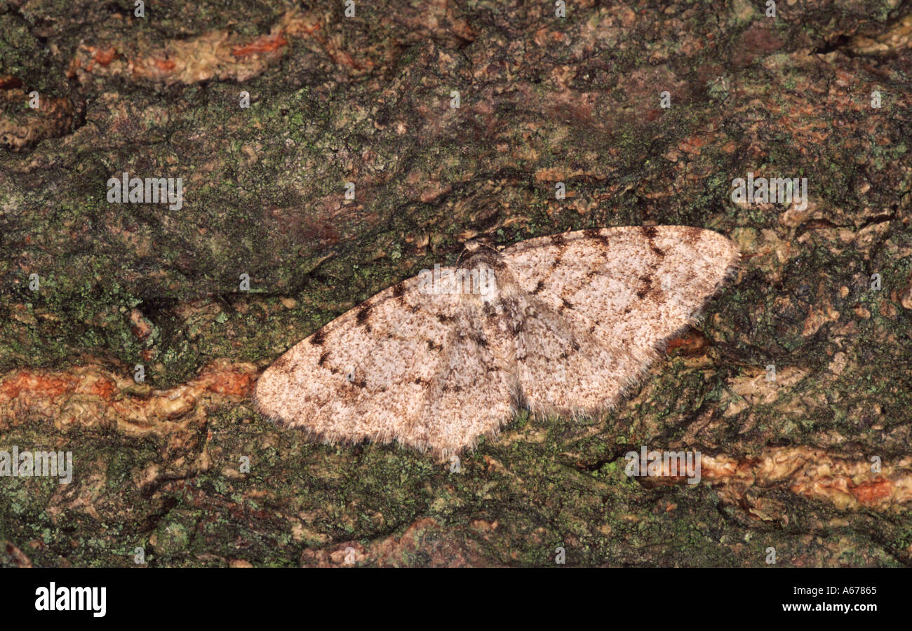 Grey Birch moth Aethalura punctulata Stock Photo